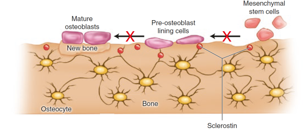 Sclerostin inhibits bone formation