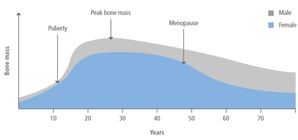 Bone mass throughout life