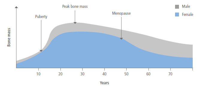 Bone mass throughout the life cycle